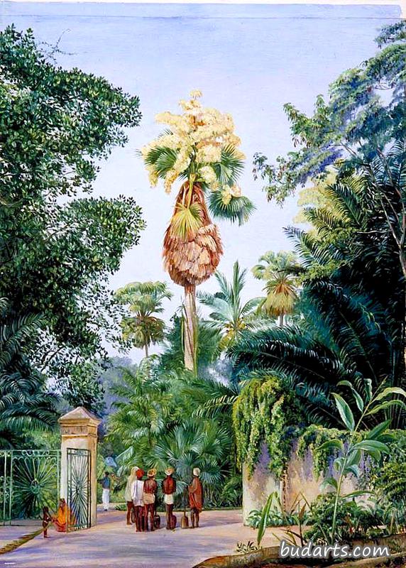 锡兰Peradeniya植物园附近的护身符棕榈