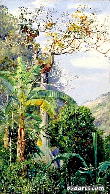 伟大的棉花树，牙买加