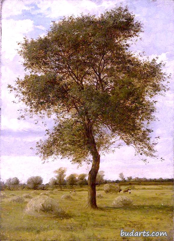 study of an ash tree in summer