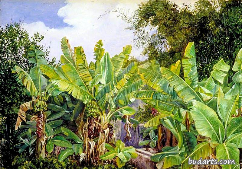 香蕉和竹子的习作