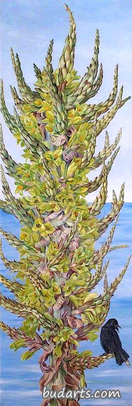 Puya chilensis (Chilli)