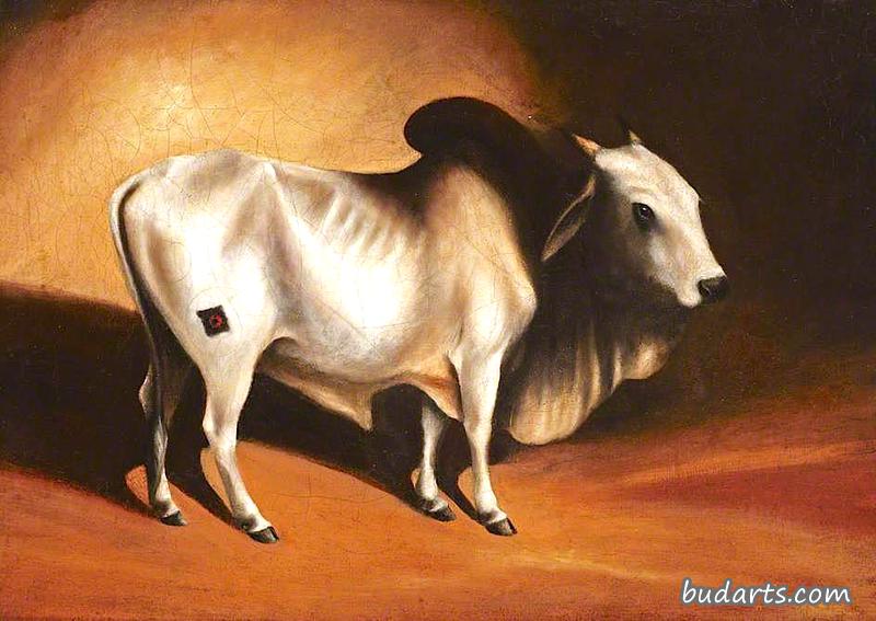 婆罗门公牛