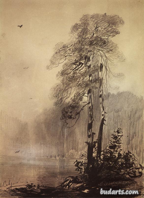 湖面上的松树