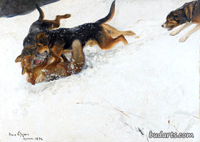 冬季景观中的猎狗和狐狸