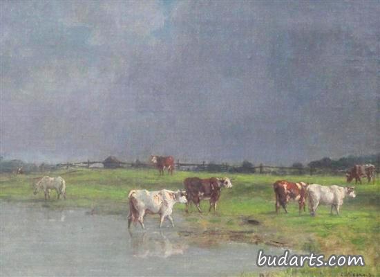 牧场上的牛