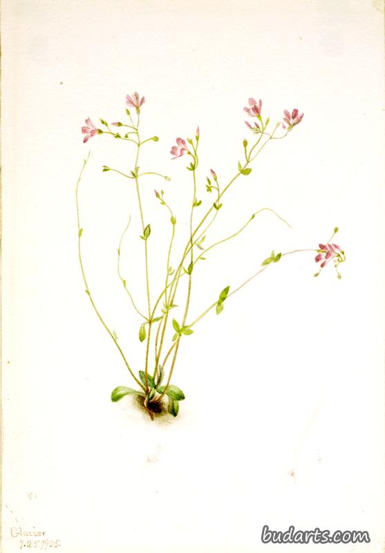 Naiad Spring Beauty (Claytonia parvifolia)