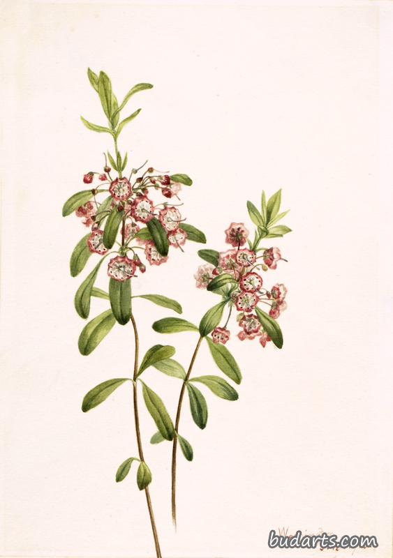 Lambkill (Kalmia angustifolia)
