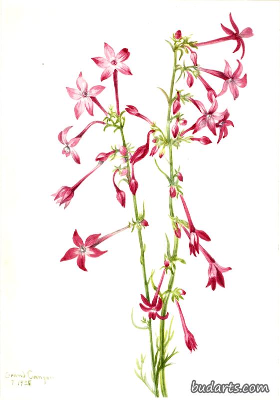 Scarlet Gilia (Gilia aggregata)