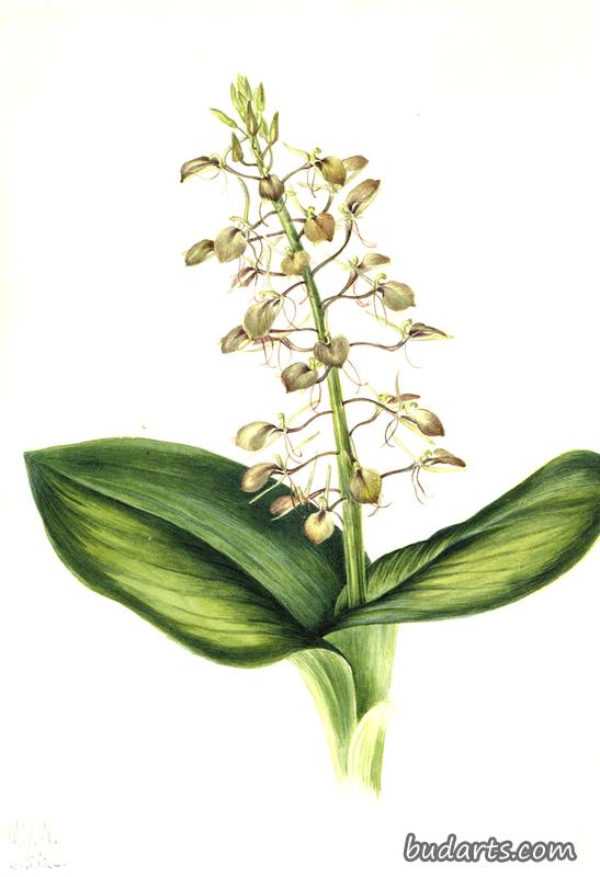 Lily Twayblade (Liparis liliifolia)