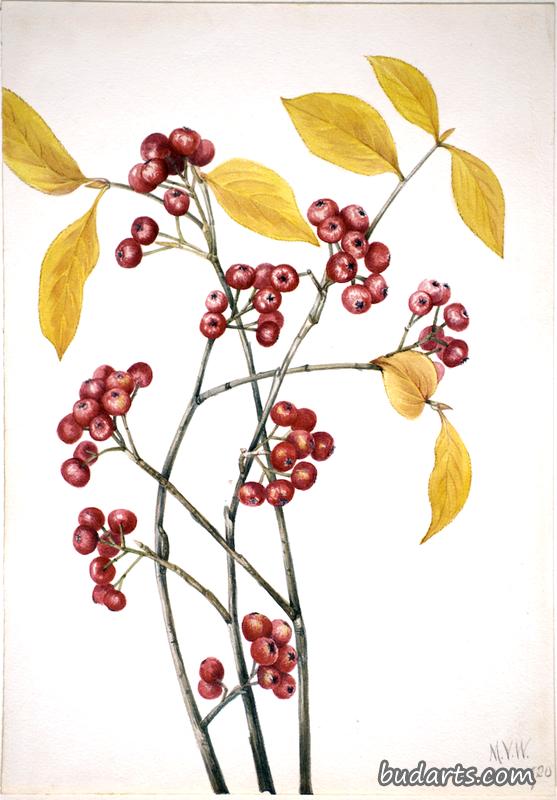 Red Chokeberry (Aronia arbutifolia)