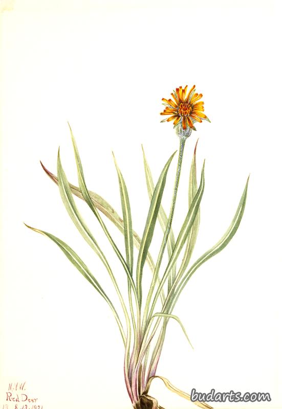 False Dandelion (Agoseris aurantiaca)