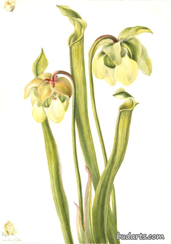 Hybrid Pitcherplant (Sarracenia minor)
