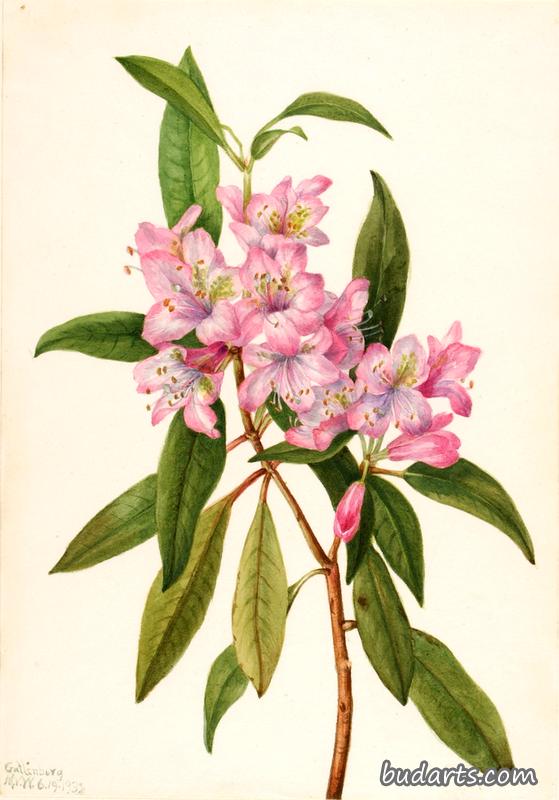 Rose-Bay Rhododendron (Rhododendron carolinianum)