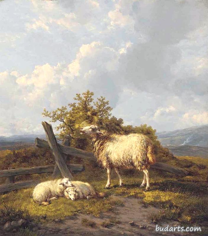 牧场上的绵羊和羔羊