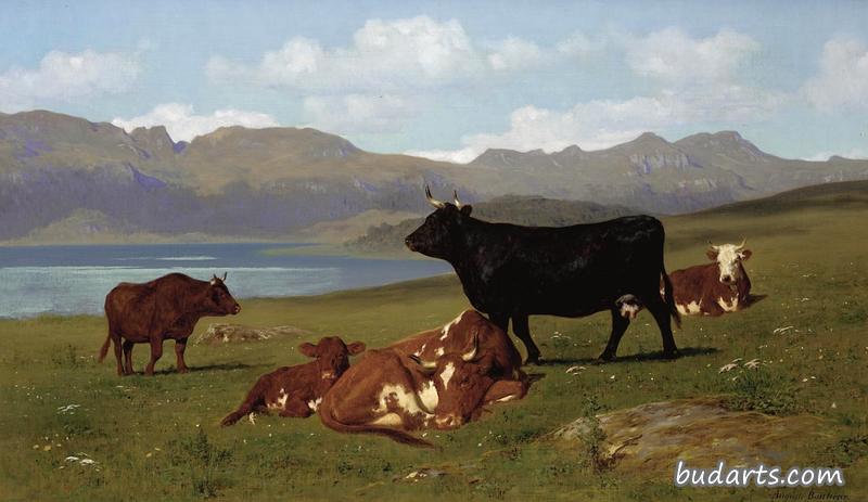 近处有湖的山坡上吃草的牛