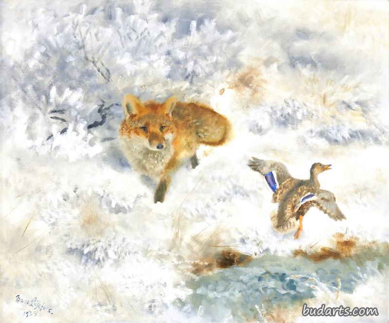 冬季风景中的狐狸和鸭子