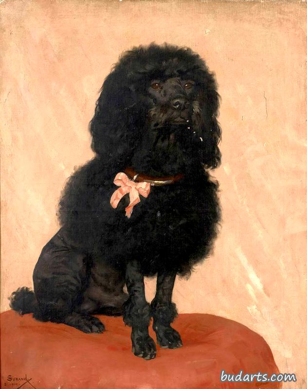 一只黑色狮子狗的肖像