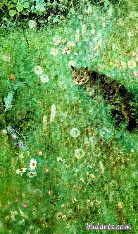 夏日草地上的猫