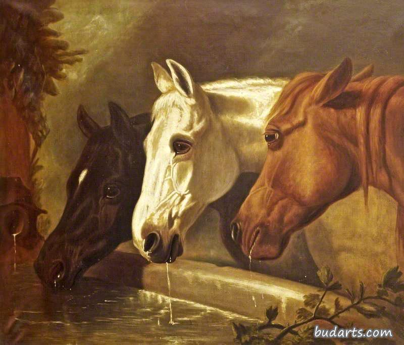 三匹马在饮水槽里