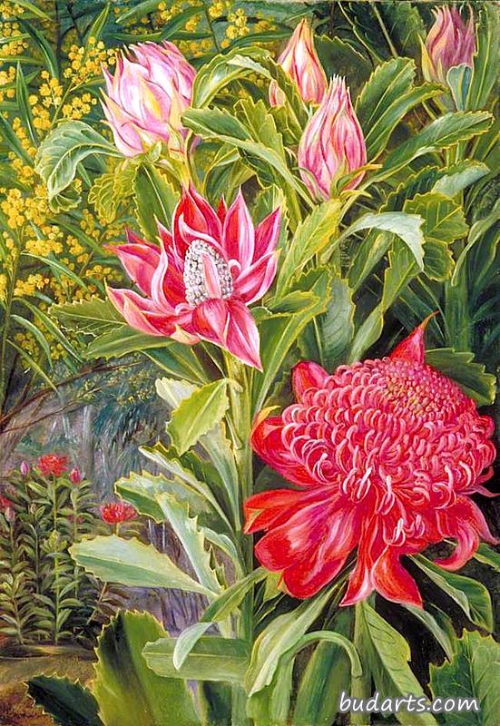 新南威尔士州瓦拉塔的花