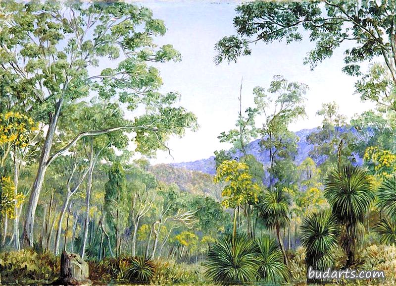 昆士兰森林中的树胶树、草木和荆棘