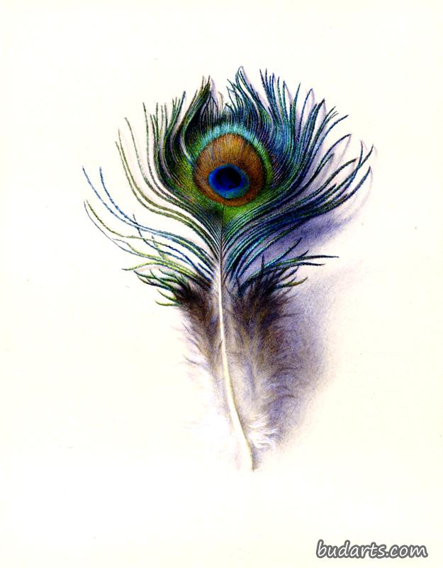 peacock feather