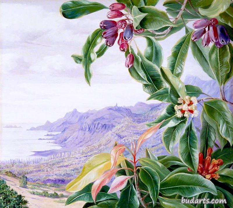 塞舌尔马埃岛上的丁香和风景