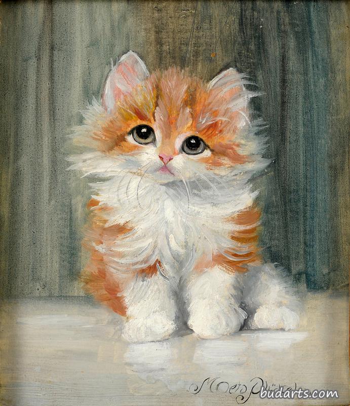 kitten