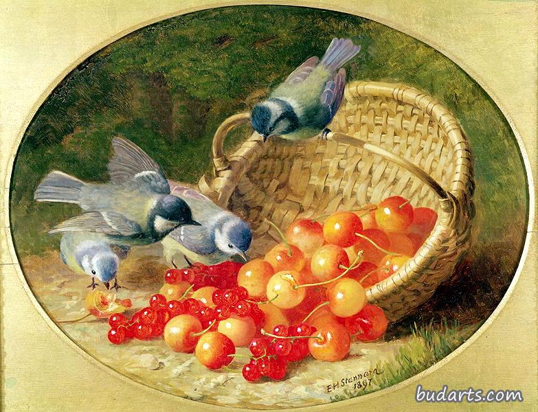 蓝胸山雀啄食樱桃