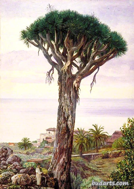 特内里夫圣胡安兰布拉的龙树
