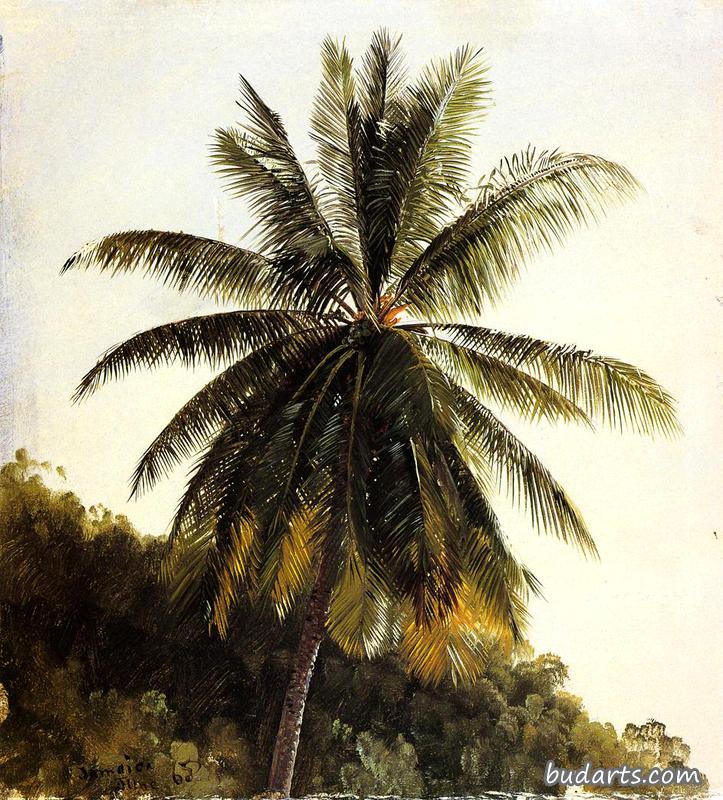 西印度群岛棕榈树