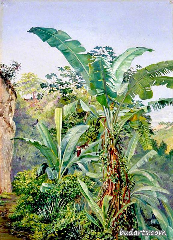 牙买加香蕉和喇叭树的习作