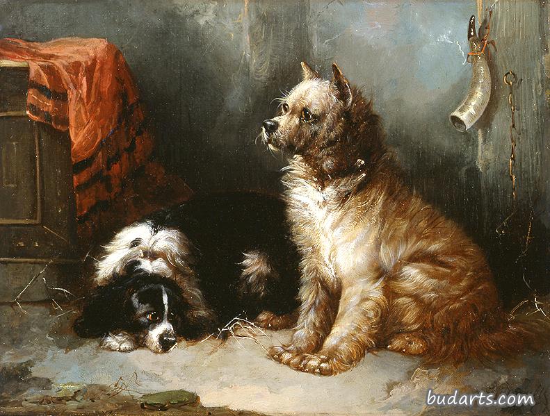 一只猎犬和一只查尔斯国王的猎犬