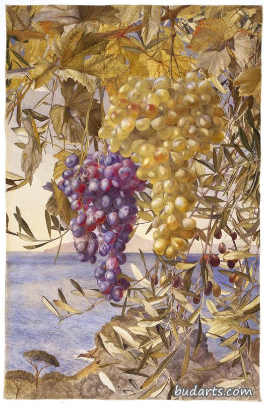 葡萄和橄榄