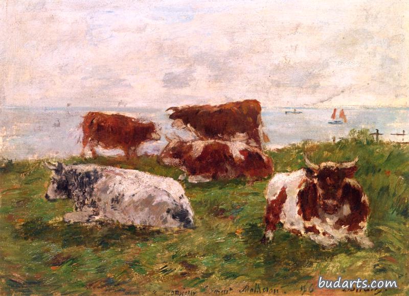 海边草地上的奶牛