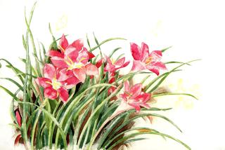 Pink Lilies and Butterflies