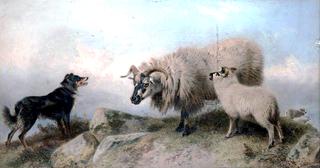 绵羊和牧羊犬