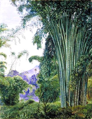 Clump of Bamboo in the Royal Botanic Gardens, Peradeniya, Ceylon