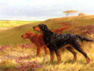 Setters on a Moor