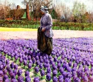 A Field of Hyacinths, Holland
