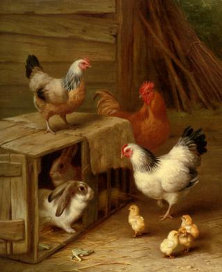 Cockerel, Hens, Chicks and Rabbit