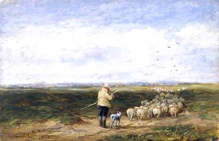 牧羊人：羊群的归来