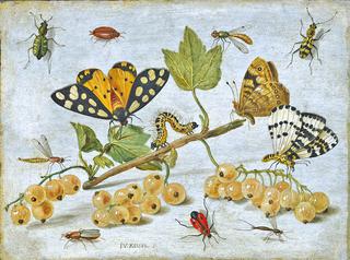 Still life with Insects