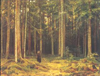 In the forest of countess Mordvinova, Petergof