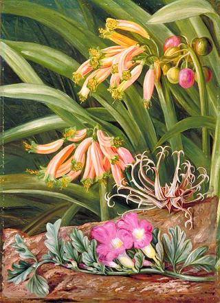 Clivia and Grapnel Plant, South Africa