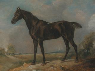 Golding Constable's Black Riding Horse