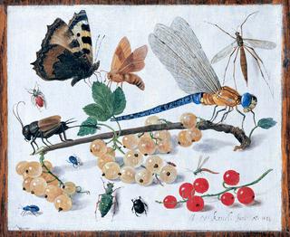 Drawings of insects