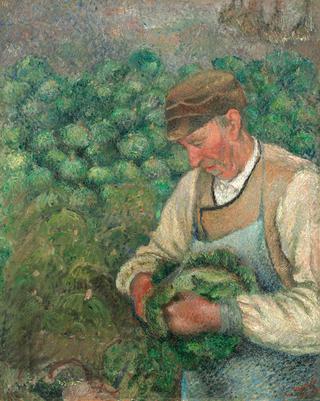 园丁-老农民和卷心菜