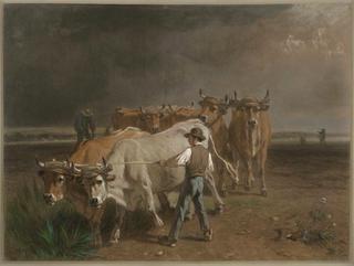 Oxen Ploughing