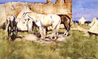 Picketed Horses, Tangier